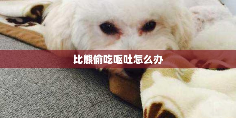 比熊偷吃呕吐怎么办