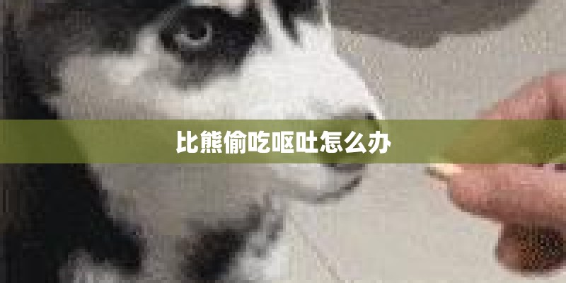 比熊偷吃呕吐怎么办 比熊偷吃呕吐怎么办