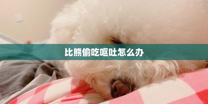 比熊偷吃呕吐怎么办 比熊偷吃呕吐怎么办