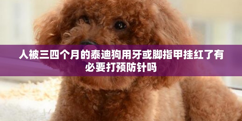 人被三四个月的泰迪狗用牙或脚指甲挂红了有必要打预防针吗 人被三四个月的泰迪狗用牙或脚指甲挂红了有必要打预防针吗