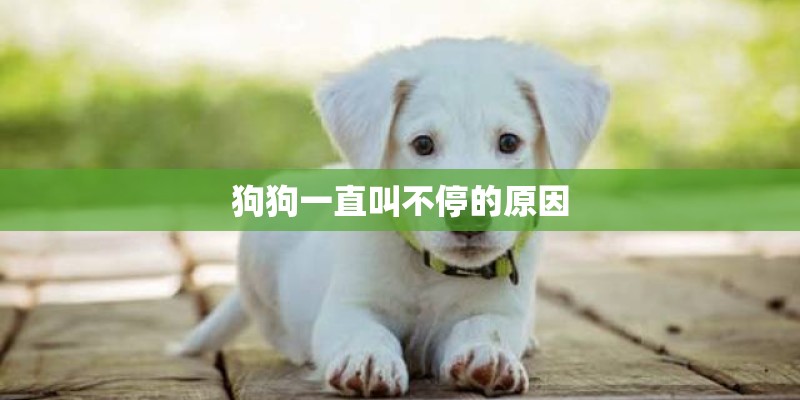 狗狗一直叫不停的原因