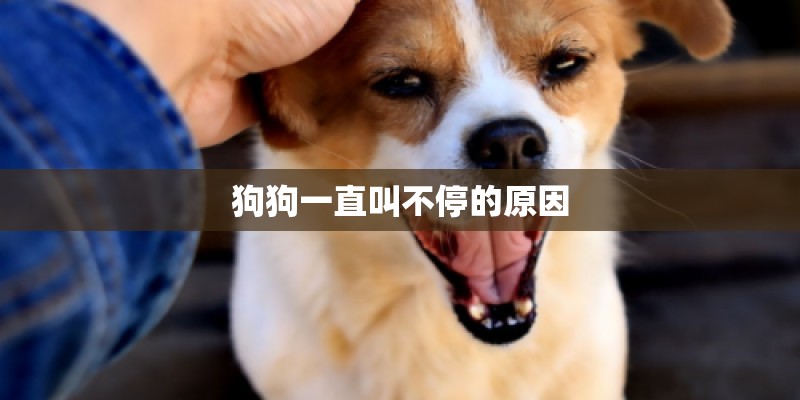 狗狗一直叫不停的原因