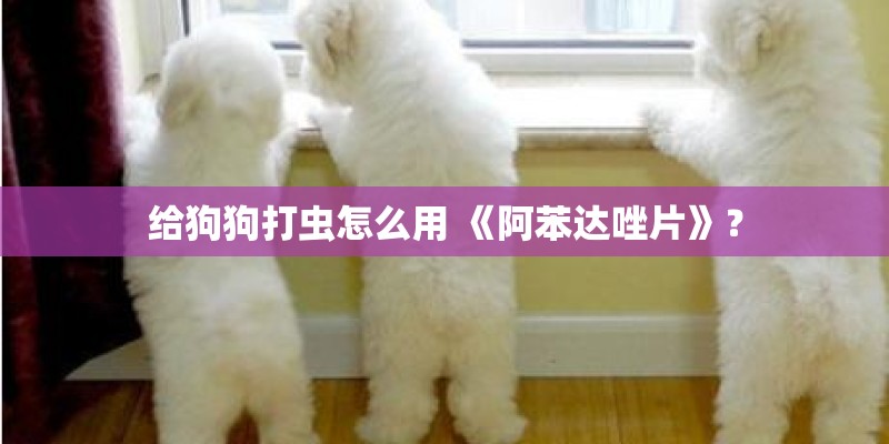 给狗狗打虫怎么用 《阿苯达唑片》? 给狗狗打虫怎么用 《阿苯达唑片》?