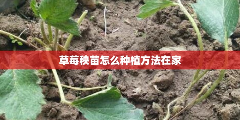 草莓秧苗怎么种植方法在家