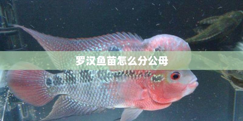 罗汉鱼苗怎么分公母 罗汉鱼苗怎么分公母