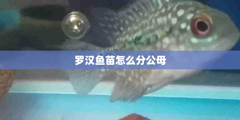 罗汉鱼苗怎么分公母 罗汉鱼苗怎么分公母