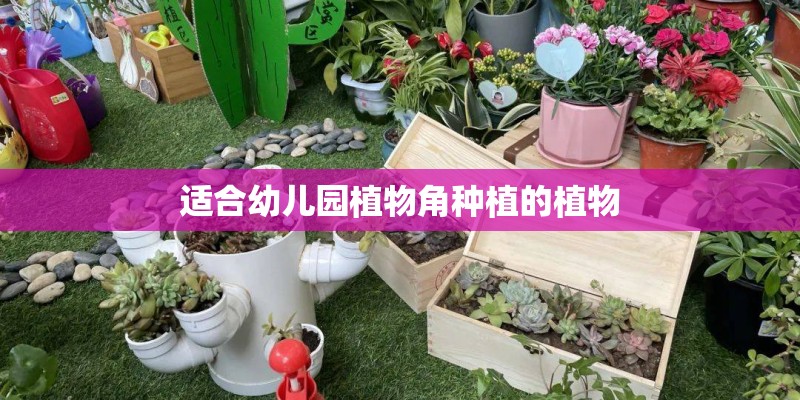 适合幼儿园植物角种植的植物