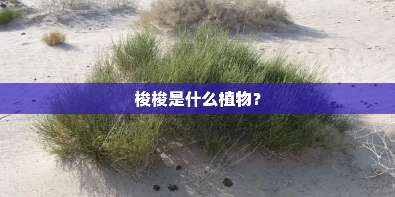 梭梭是什么植物？