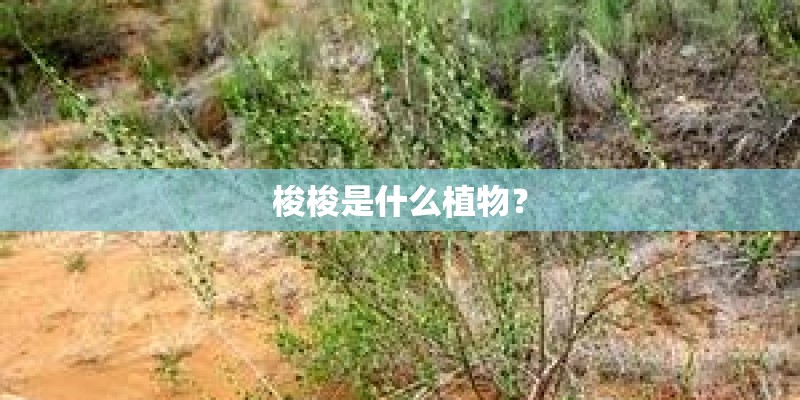 梭梭是什么植物？