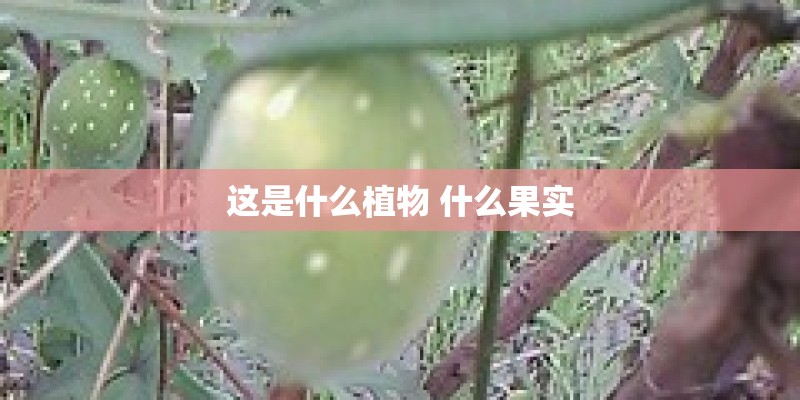 这是什么植物 什么果实