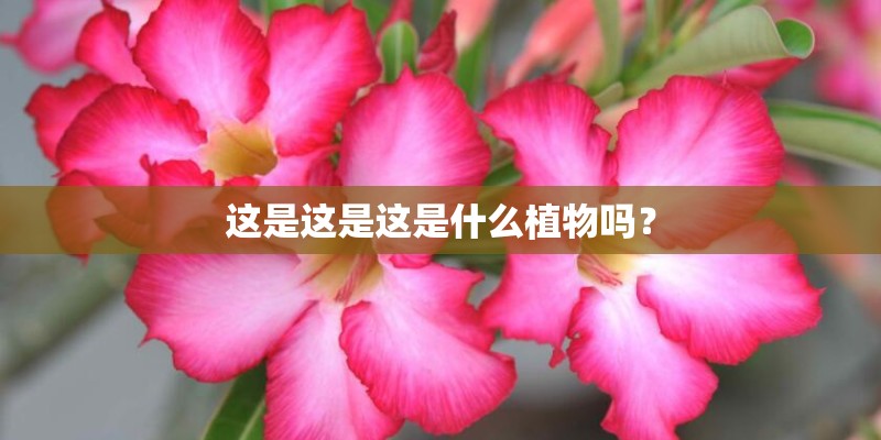 这是这是这是什么植物吗？