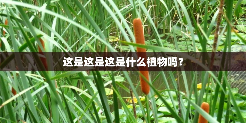 这是这是这是什么植物吗? 这是这是这是什么植物吗?