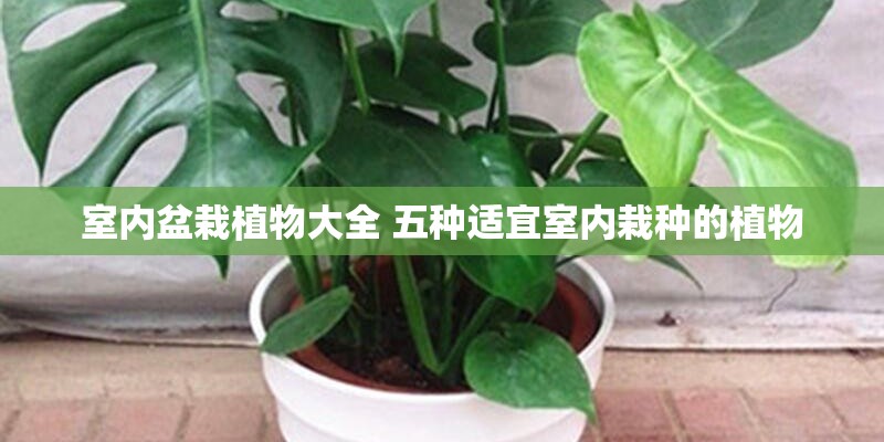 室内盆栽植物大全 五种适宜室内栽种的植物