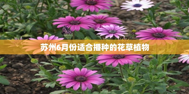 苏州6月份适合播种的花草植物