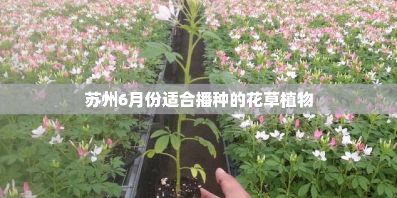 苏州6月份适合播种的花草植物