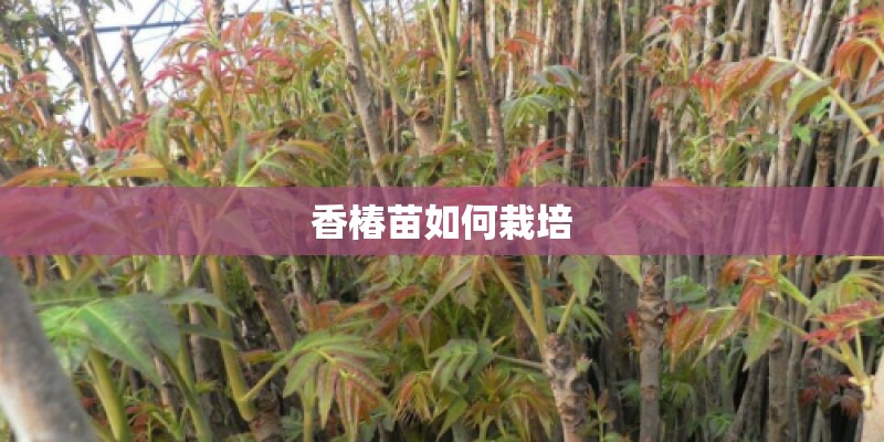 室内养殖哪种植物