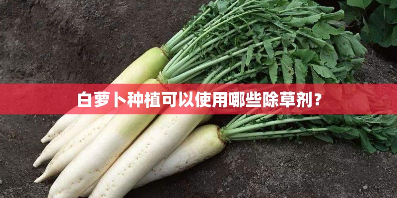 小金毛老是吐怎么办