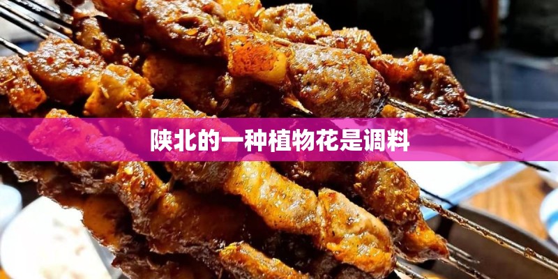 陕北的一种植物花是调料
