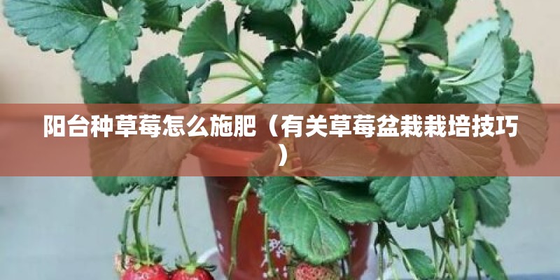 阳台种草莓怎么施肥（有关草莓盆栽栽培技巧）