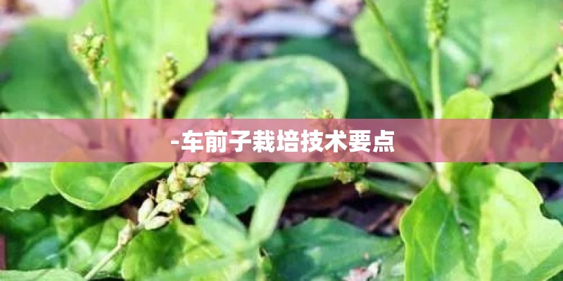 -车前子栽培技术要点