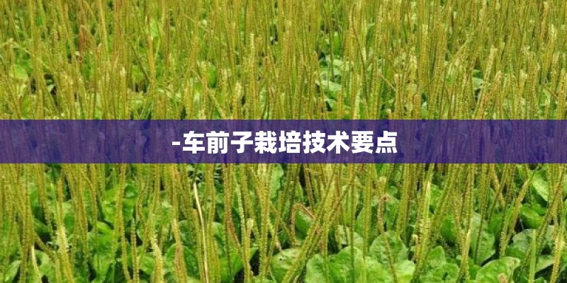 -车前子栽培技术要点