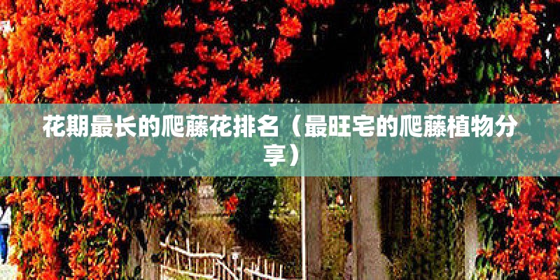 花期最长的爬藤花排名（最旺宅的爬藤植物分享）