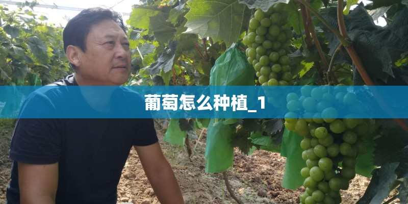 葡萄怎么种植_1