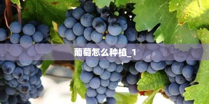 葡萄怎么种植_1