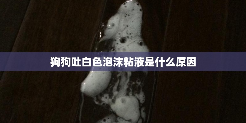 狗狗吐白色泡沫粘液是什么原因