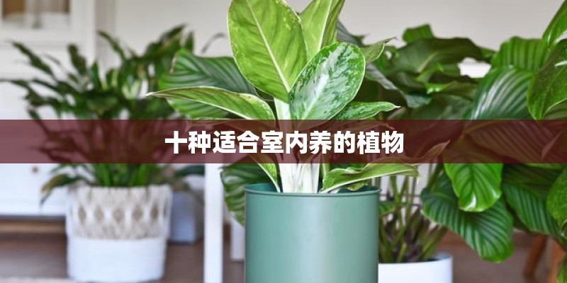 十种适合室内养的植物