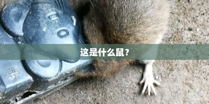 这是什么鼠？