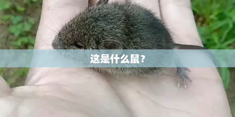 这是什么鼠？