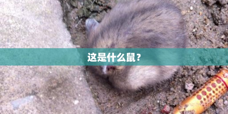 这是什么鼠？