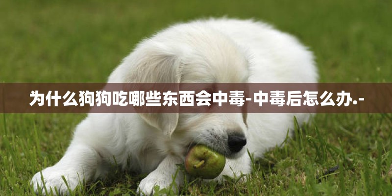 为什么狗狗吃哪些东西会中毒-中毒后怎么办.-