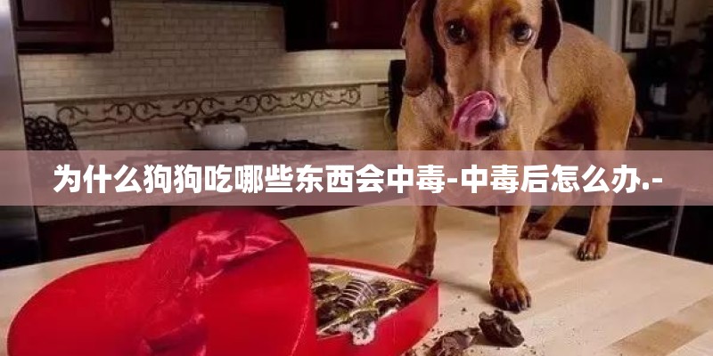为什么狗狗吃哪些东西会中毒-中毒后怎么办.-