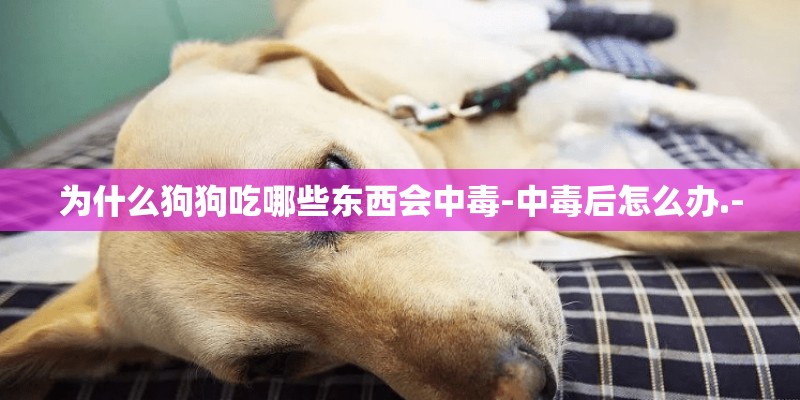 为什么狗狗吃哪些东西会中毒-中毒后怎么办.-