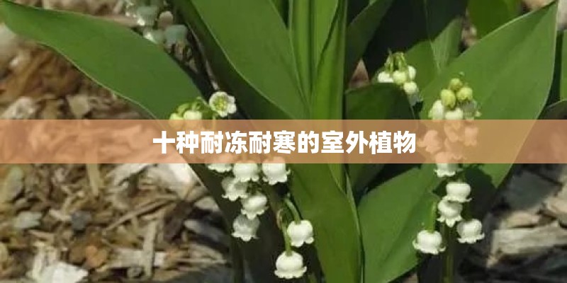 十种耐冻耐寒的室外植物