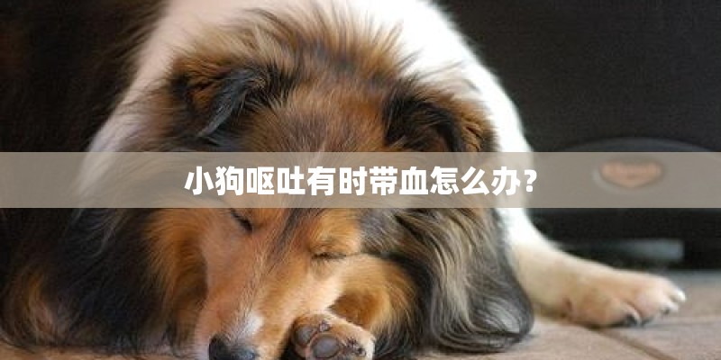 小狗呕吐有时带血怎么办？