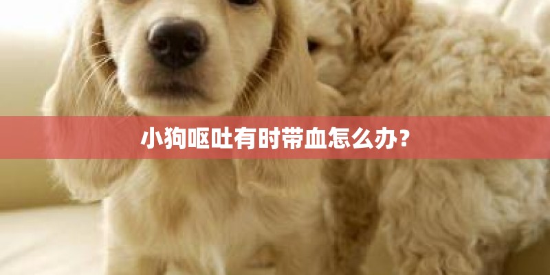 小狗呕吐有时带血怎么办？