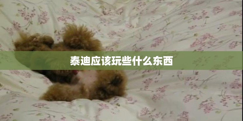泰迪应该玩些什么东西