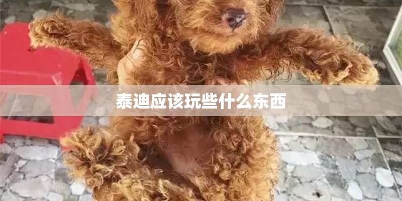 泰迪应该玩些什么东西