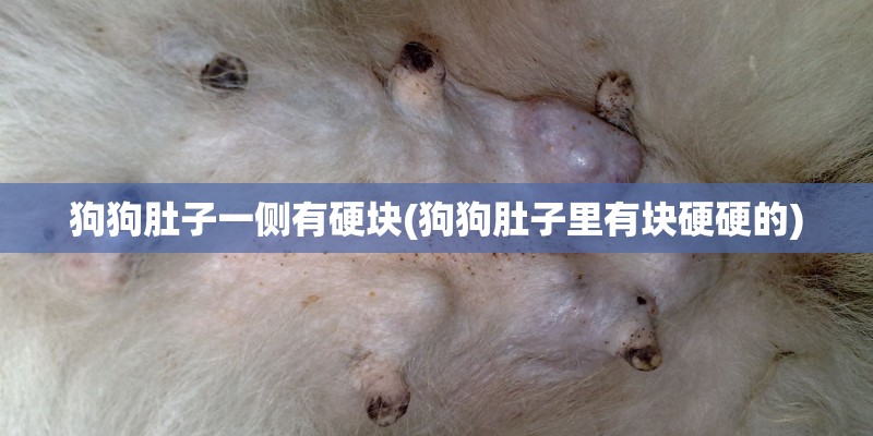 狗狗肚子一侧有硬块(狗狗肚子里有块硬硬的)