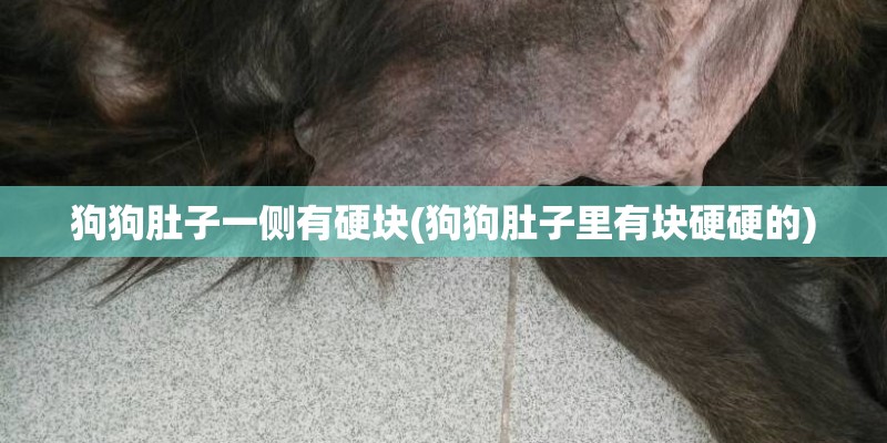 狗狗肚子一侧有硬块(狗狗肚子里有块硬硬的)
