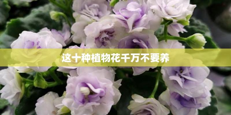 这十种植物花千万不要养