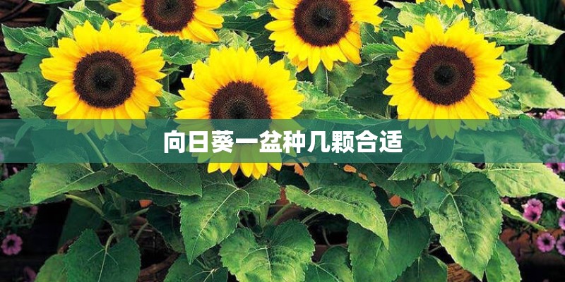 向日葵一盆种几颗合适