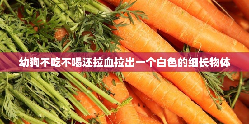 幼狗不吃不喝还拉血拉出一个白色的细长物体