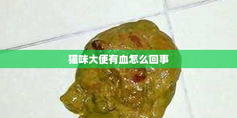 猫咪大便有血怎么回事