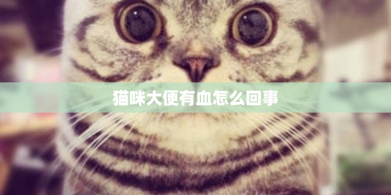 猫咪大便有血怎么回事