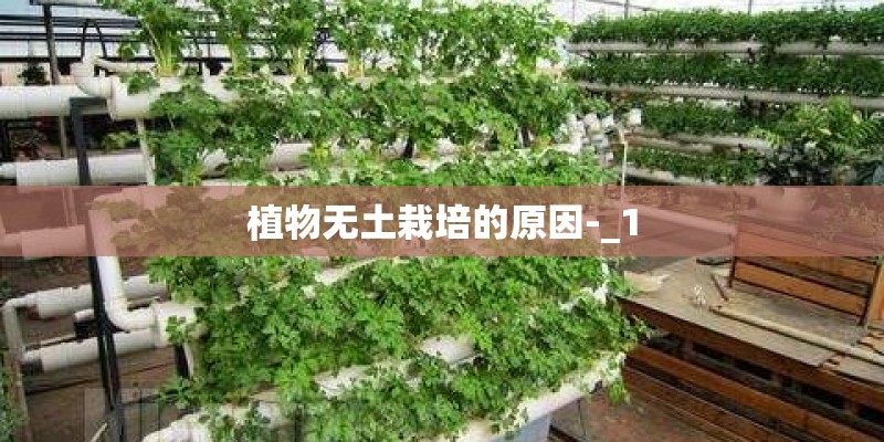 植物无土栽培的原因-_1