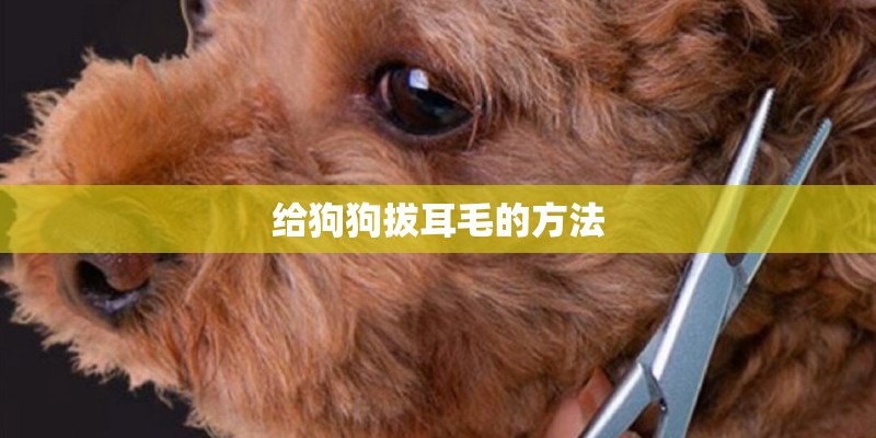 给狗狗拔耳毛的方法